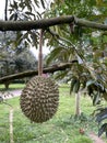 Durian hanging on the durian tree. It is a fruit with thorns. Royalty Free Stock Photo