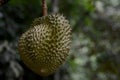 Durian hanging on tree and leaves Royalty Free Stock Photo