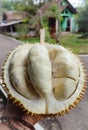 a durian has a yellow color that tempts the appetite to eat it Royalty Free Stock Photo