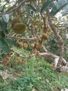 durian Indonesian fruits
