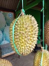 Durian is Indonesian Fruits