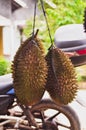 Durian Indonesias favorite fruit Royalty Free Stock Photo