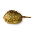 Durian isolated on white background with clipping path, full depth of field. Royalty Free Stock Photo