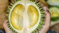 Durian kerantungan. tropical fruit endemic to Borneo