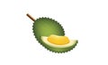 Durian king fruit and cut vector and illustration