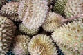 Durian, king of fruit, famous fruit in Thailand Royalty Free Stock Photo