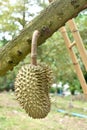 Durian the king of fruit on tree in Thailand Royalty Free Stock Photo
