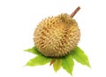 Durian ,king of fruits