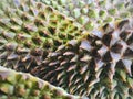 Musang King Durian shell with pointed thorns, background.