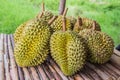 Durian king of fruits