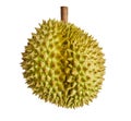 Durian, the king of fruits