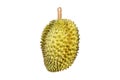 Durian king of fruits