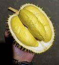 Durian, the king of Thai fruits golden yellow texture The shell has thorns around Royalty Free Stock Photo