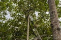 Durian - king of tropical fruit, on a tree branch in the orchard. Fresh durian on a tree in gardening system. Durian