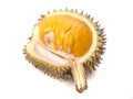 Durian Lai, Durio Kutejensis, Yellow Durian of Borneo Kalimantan