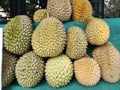 Durian large oval tropical fruit. Stock photo.