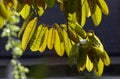 Durian leaves Durio zibethinus, king of fruits, backlight shot, shallo focus Royalty Free Stock Photo