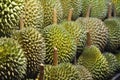 Durian Many Set Royalty Free Stock Photo