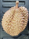 Durian, Monthong variety, on the black pick-up floor