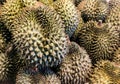 Fruit of durian, Durian is king of fruit in Thailand, Durian piled texture. Fruit market concept Royalty Free Stock Photo