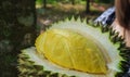 Durian is the most delicious,Sea beauty Thailand nature verygood. Durian Durian is the most delicious, delicious and sweet taste.