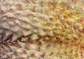 Durian peel