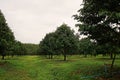 Durian production orchard, agricultural practice and  management Royalty Free Stock Photo