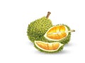 Durian realistic, 3d set, Detailed Ripe Exotic Asian Tropical Fruit