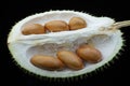 Durian seeds Royalty Free Stock Photo
