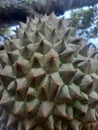 Durian skin texture full of sharp spines