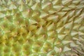 Durian spiky texture and background