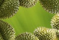 Durian, Thai fruit Royalty Free Stock Photo