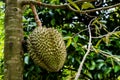 Durian , Thai King fruit Royalty Free Stock Photo