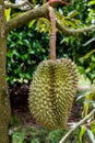 Durian , Thai King fruit Royalty Free Stock Photo
