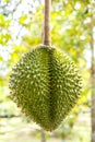 Durian is Thai King fruit Royalty Free Stock Photo