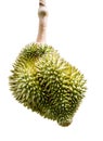 Durian , Thai King fruit Royalty Free Stock Photo