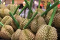 Durian in thailand fruit market, Muang Mai Royalty Free Stock Photo