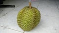 Durian Royalty Free Stock Photo