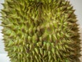 Durian, thorny fruit Is a fruit of Asia Golden yellow color of the fruit is sweet, soft and has a pungent aroma. White background