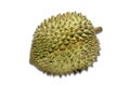 Durian, a thorny fruit that smells bad but has a delicious sweet taste. Famous fruit of Thailand Royalty Free Stock Photo