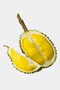 Durian, Thorny golden fresh smelly southeast fruit with sharp thorn, yellow and sweet, on isolated white background. This tropical