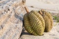 Durian with Timber on Beach. Royalty Free Stock Photo