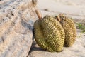 Durian with Timber on Beach.