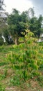 Durian tree and bamboo