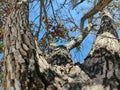 Tree bark textured against blue sky Royalty Free Stock Photo