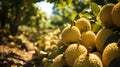 durian tree bearing fruit, from below, in the plantation , Generate AI