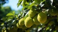 durian tree bearing fruit, from below, in the plantation , Generate AI