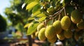 durian tree bearing fruit, from below, in the plantation , Generate AI