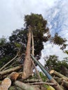 DURIAN TREE - BIG TALL AND STRONG