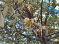 Durian tree in bloom with flowers Royalty Free Stock Photo
